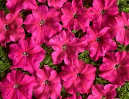 Петуния гибридная Мистрал F1 розовая купить