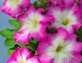 Петуния грандифлора Танго F1 розовое утро купить