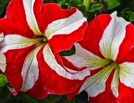 Петунія грандіфлора Фалкон F1 червона з білою зіркоюкупити