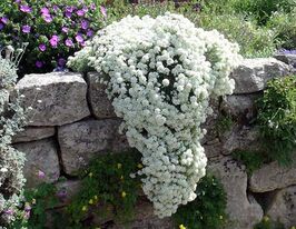 Алиссум (лобулярия) морской  Вандерленд белый купить