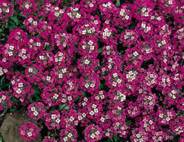 Алиссум (лобулярия) морской  Вандерленд пурпурный купить