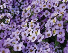 Алиссум (лобулярия) морской  Вандерленд синий купить