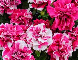 Петунія мультифлора махрова Дуо F1 рожево-білакупити