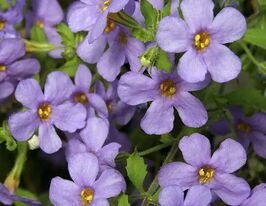 Бакопа Блутопия F1 лиловая купить