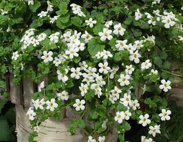 Бакопа Сноутопія F1 білакупити