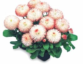 Маргаритка многолетняя  Хабанера розовая купить