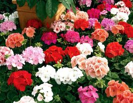 Пеларгонія садова Маверік F1 сумішкупити