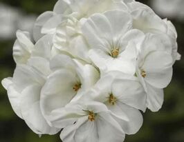 Пеларгонія зональна Пінто F1 білакупити