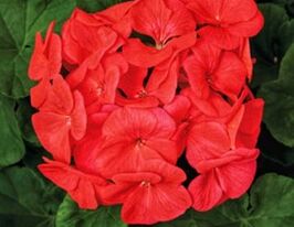 Пеларгония зональная Пинто F1 кораловая купить