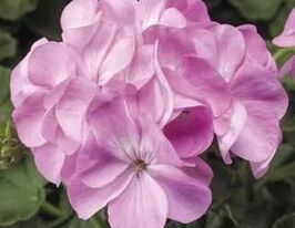 Пеларгонія зональна Пінто F1 лавандовакупити