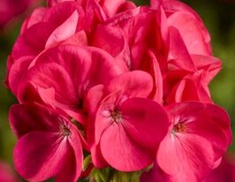 Пеларгонія зональна Пінто F1 темно-рожевакупити