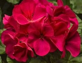 Пеларгония зональная Пинто F1 фиолетовая купить