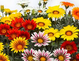 Газания жестколистная Фрости Кисс F1 Смесь купить