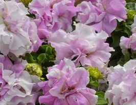 Петунія каскадна махрова Каскад F1 орхідкупити