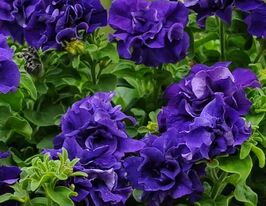 Петунія каскадна махрова Каскад F1 синяя купить