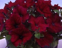 Петунія мультифлора Ламбада F1 бургундікупити