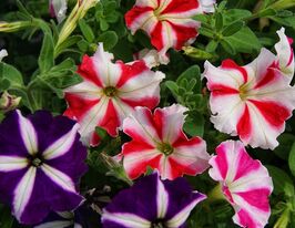 Петуния мультифлора Ламбада F1 звездная смесь купить