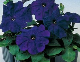 Петунія мультифлора махрова Ламбада F1 синякупити