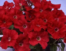 Петунія мультифлора Ламбада F1 скарлеткупити