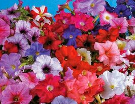 Петунія мультифлора Ламбада F1 сумішкупити