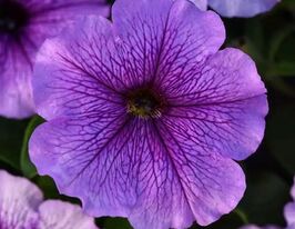 Петунія мультифлора Міраж F1 лавандовакупити