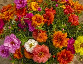 Портулак махровий Сандайл F1 сумішкупити