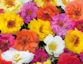 Портулак махровий Хеппі Ауер F1 сумішкупити