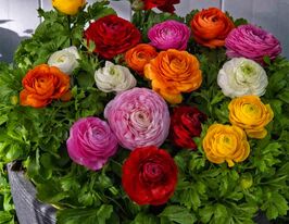 Ранункулюс азіатський Меджік F1 сумішкупити