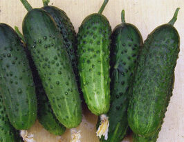 Огурец Монисия F1 купить