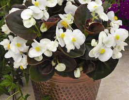 Бегонія вічноквітуча Бада Бум F1 білакупити