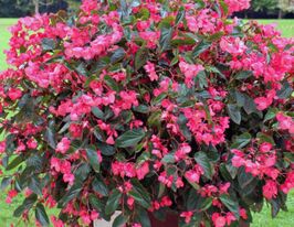 Бегонія вічноквітуча Дрегон Вінг F1 рожевакупити