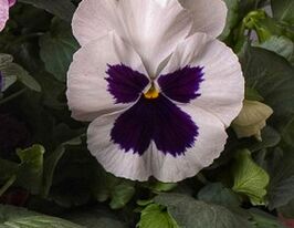 Віола Pansy S1 біла з вічкомкупити