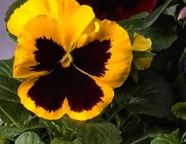 Віола Pansy S1 жовта з вічкомкупити