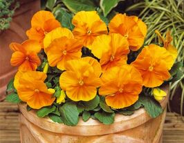 Віола Pansy S1 помаранчевакупити