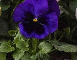 Виола Pansy S1 синяя с глазком купить