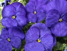 Віола Pansy S1 синякупити