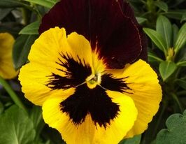 Віола Pansy S1 червона з криломкупити