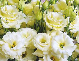 Еустома великоквіткова махрова АВС F1 жовтакупити