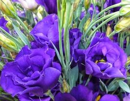 Еустома великоквіткова махрова АВС F1 синякупити