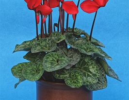 Цикламен персидський пурпуровийкупити