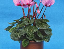 Цикламен персидський рожевий з вічкомкупити