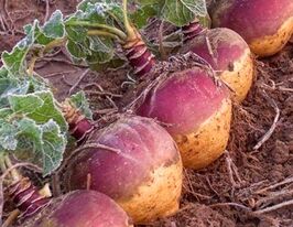 Бруквакупити