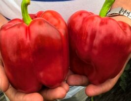 Перець солодкий Прокрафт F1купити