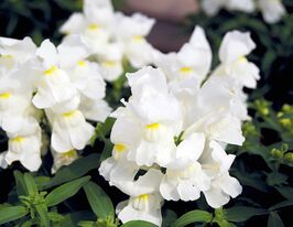 Львиный зев (Антирринум) Снеппи F1 белый купить