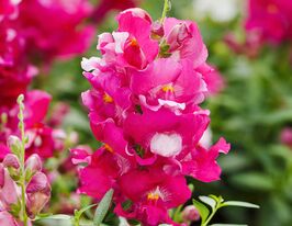 Ротики садові  (Антіррінум) Снеппі F1 лавандовікупити