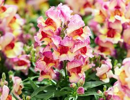 Львиный зев (Антирринум) Снеппи F1 ред флейм купить