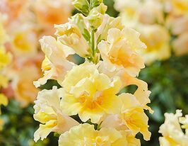  Львиный зев Твинни F1 желтый с прожилками купить