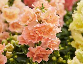 Львиный зев Твинни F1 персиковый купить