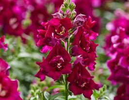 Львиный зев Твинни F1 фиолетовый купить