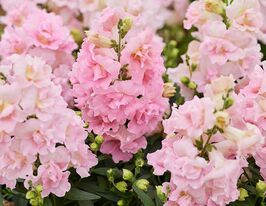 Львиный зев Твинни F1 яблоневый цвет купить